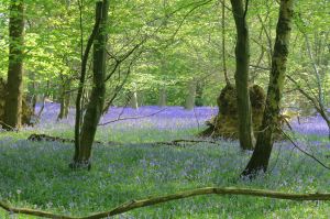 Bluebell Wood in the Chilterns