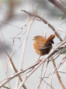 Wren-courtesy of Peter Willmott