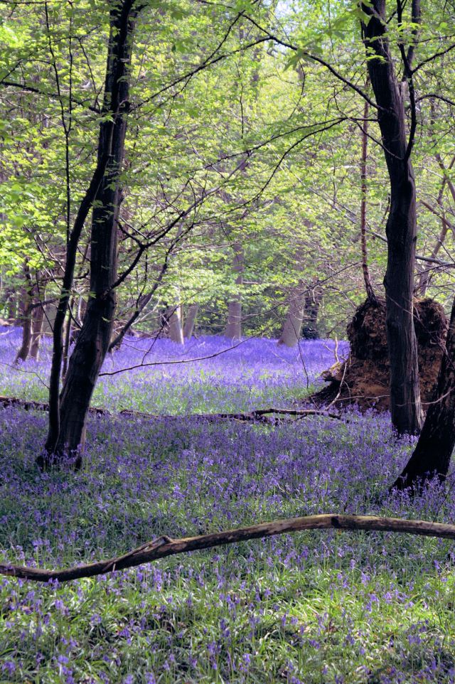 GCA_Pictures_ bluebell wood